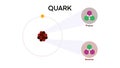 Theoretical physics quark and gluon subatomic, up and down quarks in proton and neutron, Form the matter